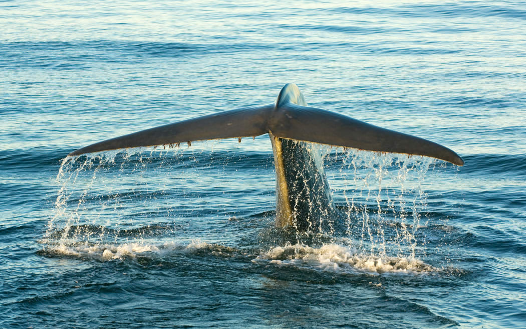 Pacific, Māori leaders seek legal personhood for whales
