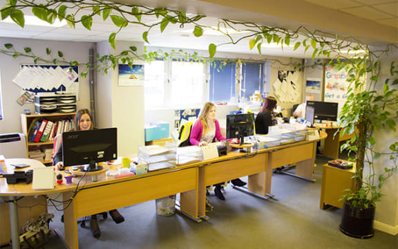 Ivy growing at PSL Packaging in the UK