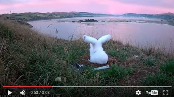 Albatross chick flexing its wings and looking like a large rabbit head