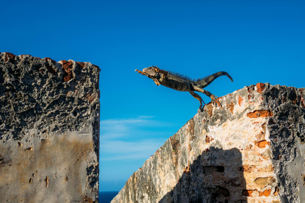 leaping iguana