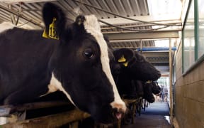 Dairy farming is a major part of the New Zealand economy.