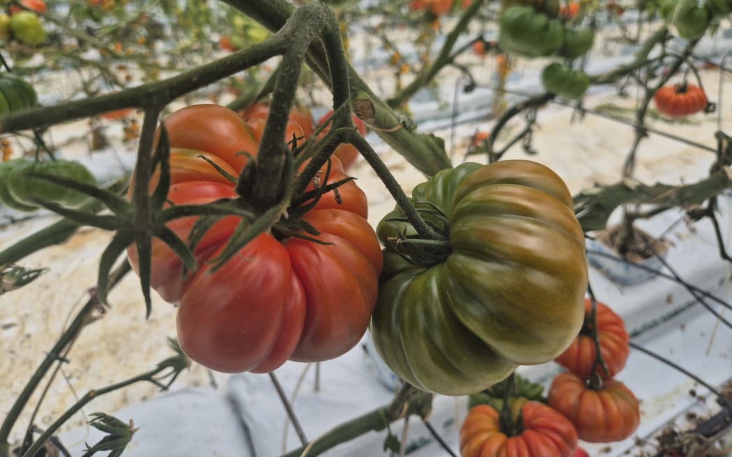 The couple grow heirloom tomatoes in Clevedon, south-east of Auckland.