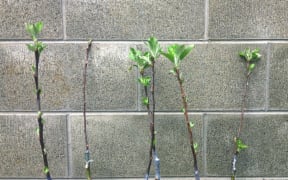 grafts of heritage apple trees