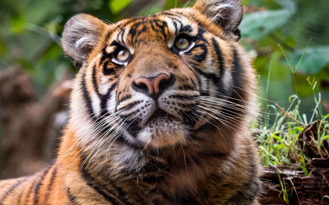 Auckland Zoo welcomes sumantran tiger Ramah from United States. Photo credit : Andrea J/Supplied