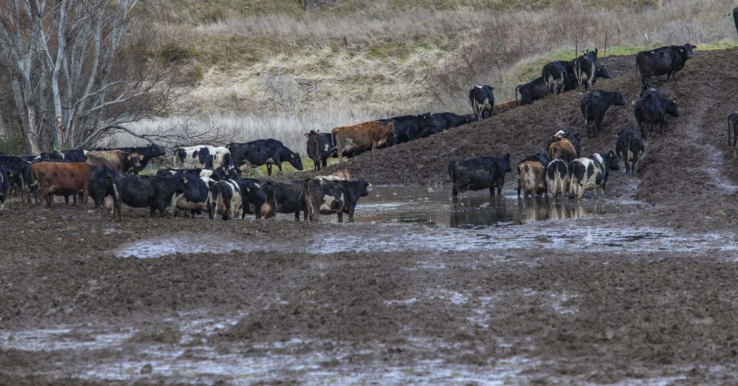 020818 Photo: Richard Cosgrove / Fish & Game NZ
Southland Fish & Game field trip looking at winter grazing and break feeding practices