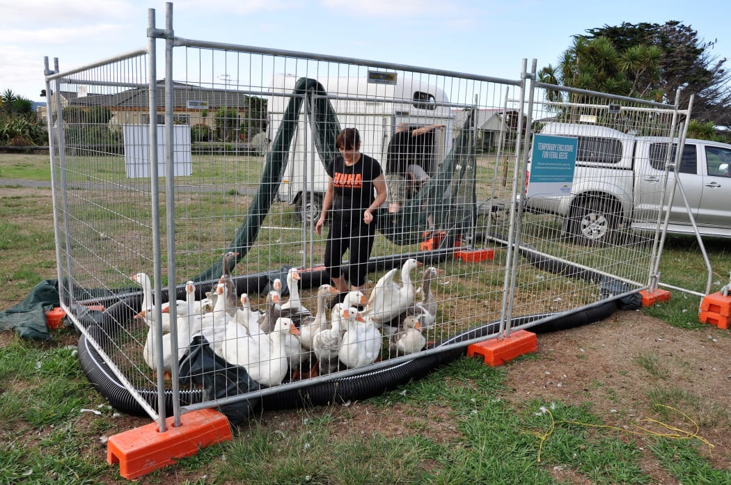 HUHA founder Carolyn Press-McKenzie with some of the captured feral geese at Waikanae’s Waimanu Lagoon.