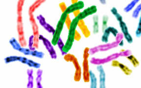 The human genome