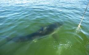 Dr. Greg Skomal, Shark Researcher for Massachusetts Marine Fisheries, captures video footage of a Great White Shark, while the crew listens for its radio tag, off the coast of Chatham, Massachusetts, on October 21, 2022. “We're discovering new aspects about their biology, we never even knew before,” said Dr. Greg Skomal, 61, a shark researcher for the Massachusetts Marine Fisheries.  “For example, we discovered that white sharks travel out into the middle of the Atlantic Ocean. And when they do that, they dive down to depths as great as 3,000 feet (914 meters.) Nobody knew that.” Data and research gained by these tagging trips and ongoing research by Skomal and the Atlantic White Shark Conservancy is shared with the public to make the environment safer for both people and sharks.