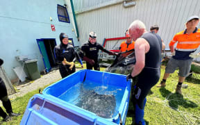 The EcoWorld stingray is moved into a tank before a crane lifts the tank into Picton Harbour.