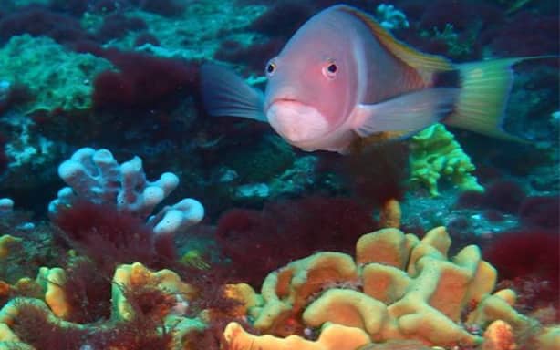 Taranaki council wants seabed mining banned | RNZ