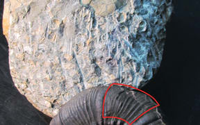 The giant Maungataniwha fossilised ammonite (rear), compared against a smaller, complete ammonite fossil which is 165mm in diameter. The area outlined in red on the smaller specimen indicates the section discovered at Maungataniwha.