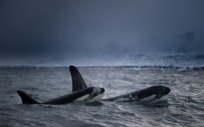 Killer whales