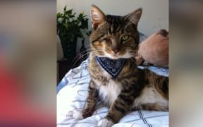 Winky the cat was found after going missing 10 years ago.