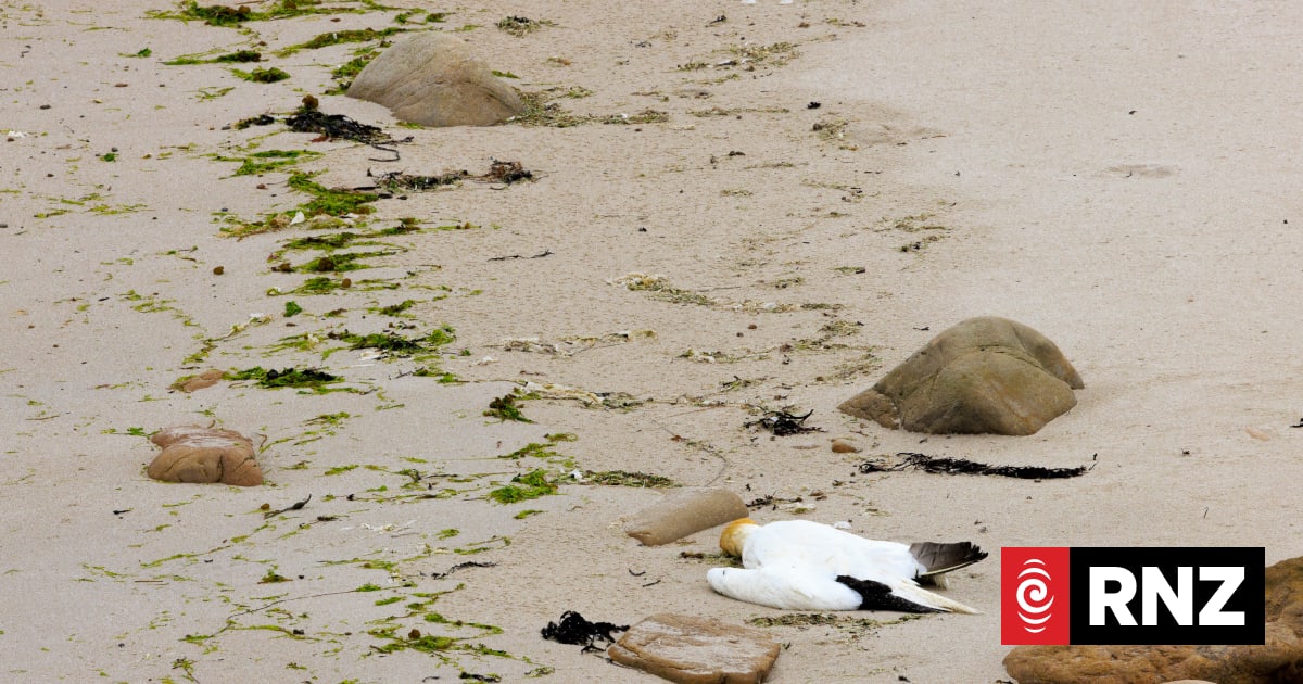 Native, wildlife could be 'vulnerable' when deadly bird flu reaches New Zealand
