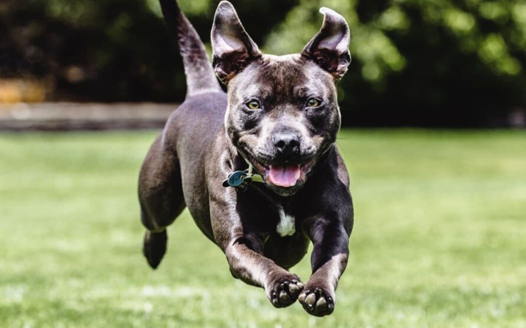 More than 6000 fines have been issued to Auckland dog owners in October.