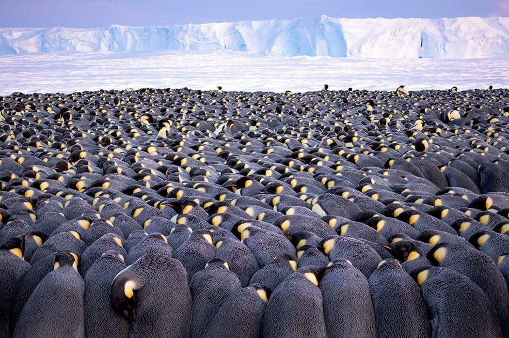 The huddle by Stefan Christmann, Germany, 2019 Wildlife Photographer of the Year section winner.