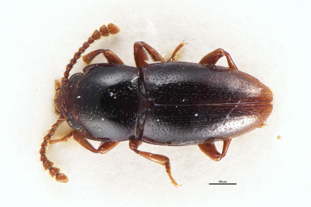 A pleasing fungus beetle/Cryptodacne rangiauria