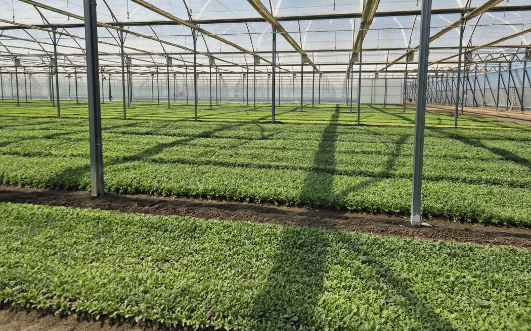 Since officially opening last April, Leaderbrand's Future Farms facility has allowed them to grow salad greens all year round.