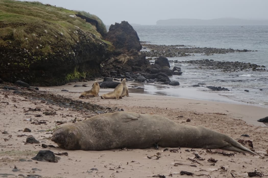 Sea Lions and an Elephant Seal on Enderby Island.