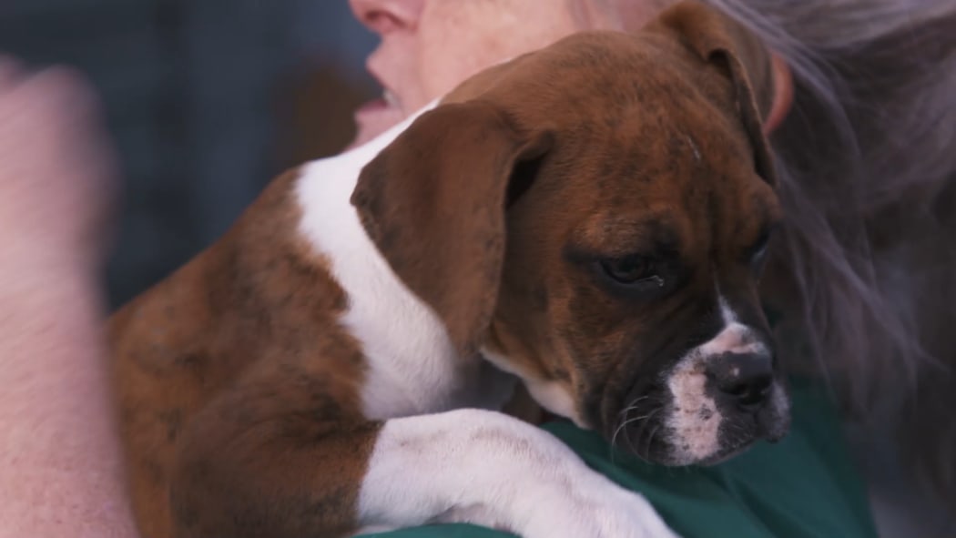 One of the boxer puppies looked after by James Roberts and Rachel Keith.