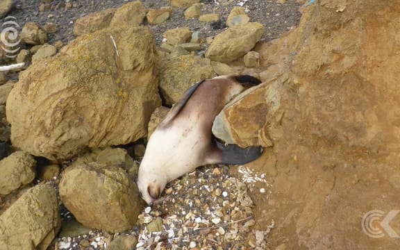Young sea lion on Otago Peninsula