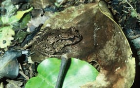 Maud Island Frog
