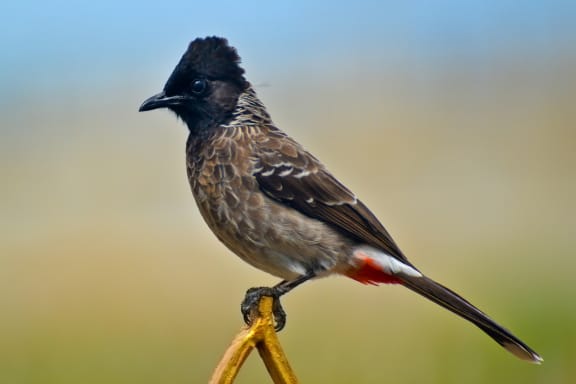 The red-vented bulbul.