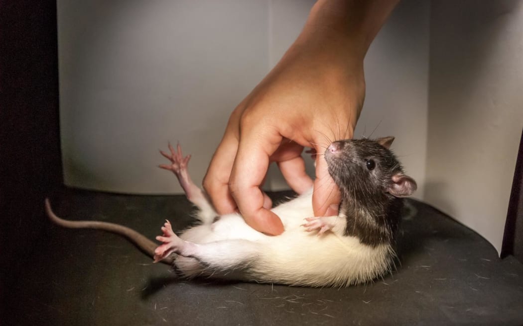 A rat lies on its back with a human hand tickling its tummy.
