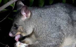 Possum scavenges woodpigeon nest.