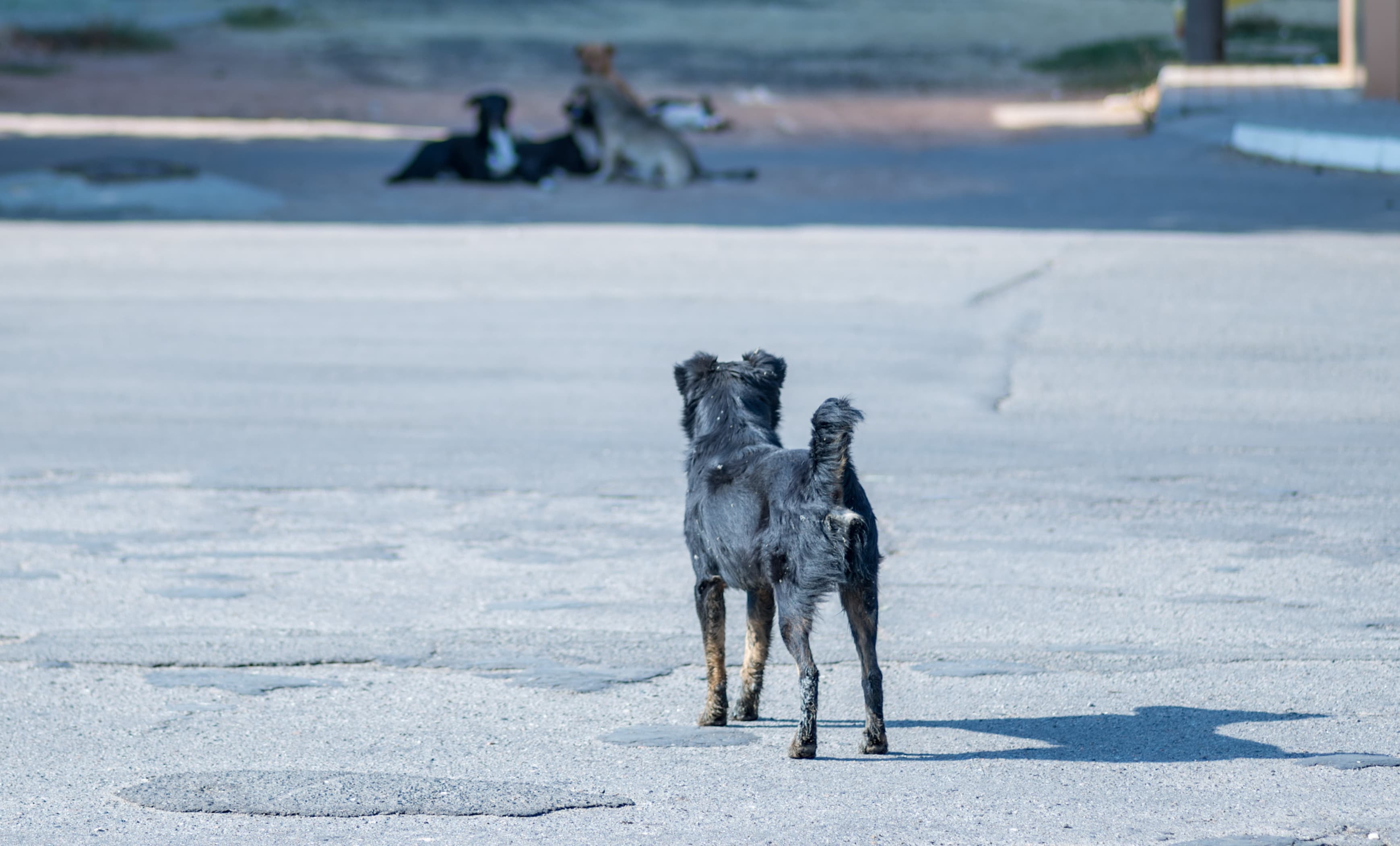Flock of stray homeless dogs on a city street