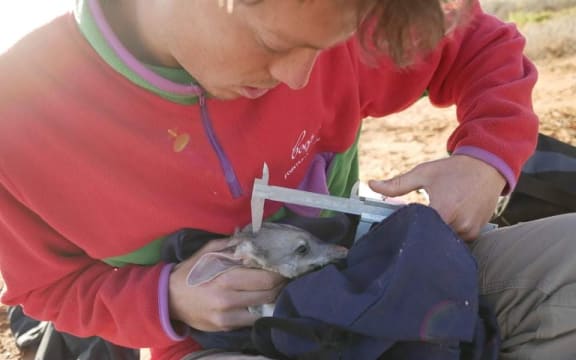 Bilby at Arid Recovery