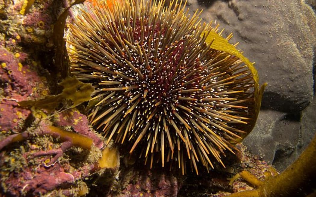 Sea urchins, or kina, eat mainly kelp, but have also been observed eating sea squirts and even an old rag.