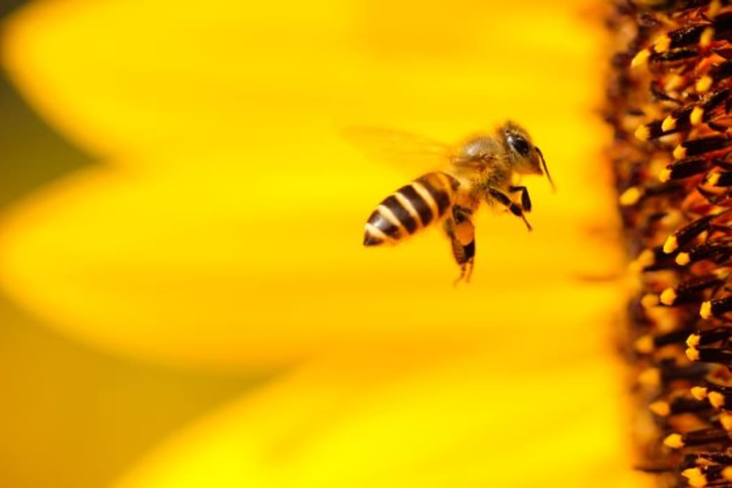 Bee happy