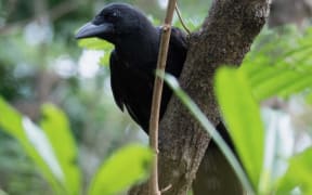Mariana Crow or Aga 