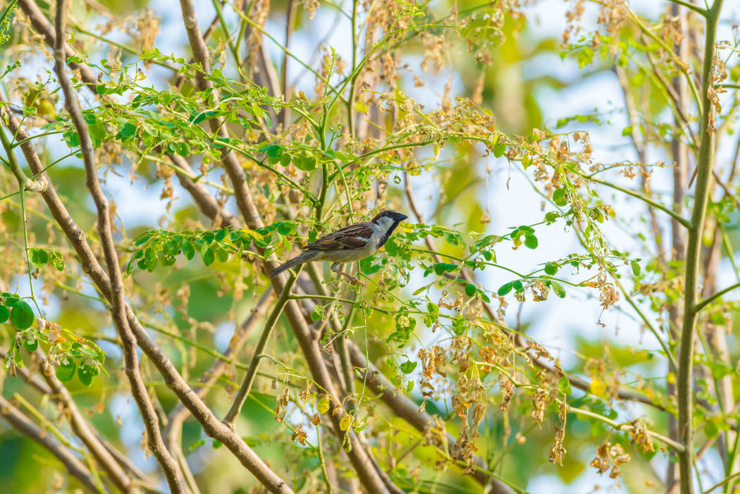 House sparrow perched on a tree branch in nature