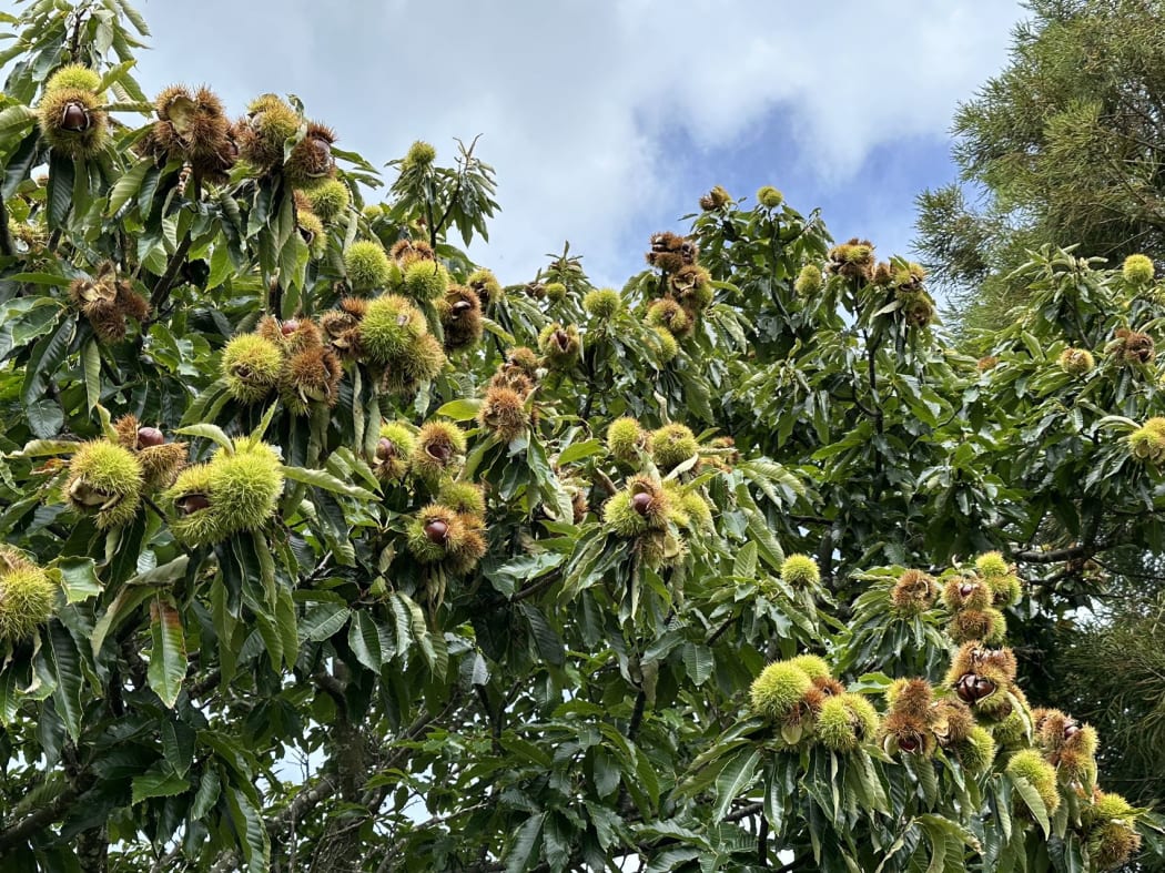 Pick Your Own Chestnuts