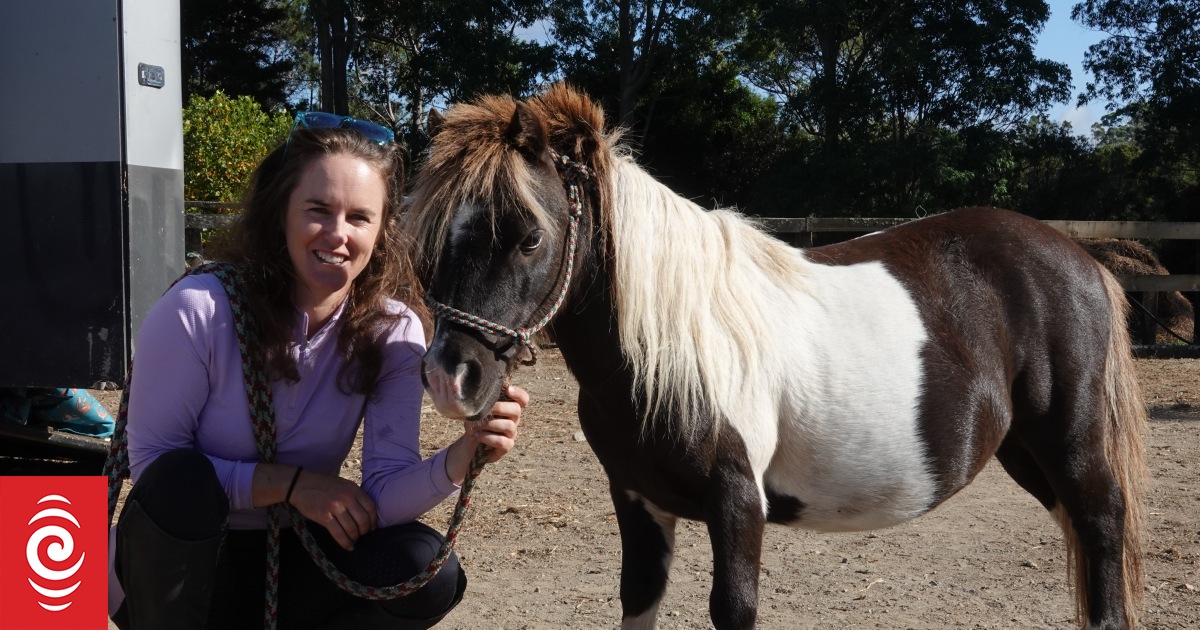 Dozens of miniature horses readying for the Great Northern Gallop - Vimarsana News