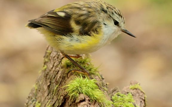 A female rifleman. Rifleman and rock wrens are the only two surviving members of an ancient group of endemic New Zealand wrens.