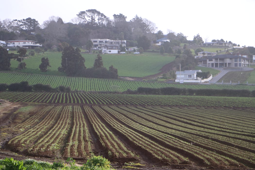 Market gardens in Pukekohe, south of Auckland City.