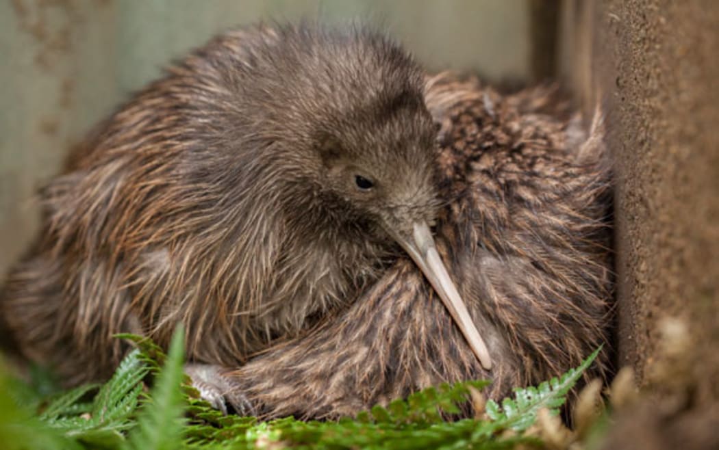 Kiwi