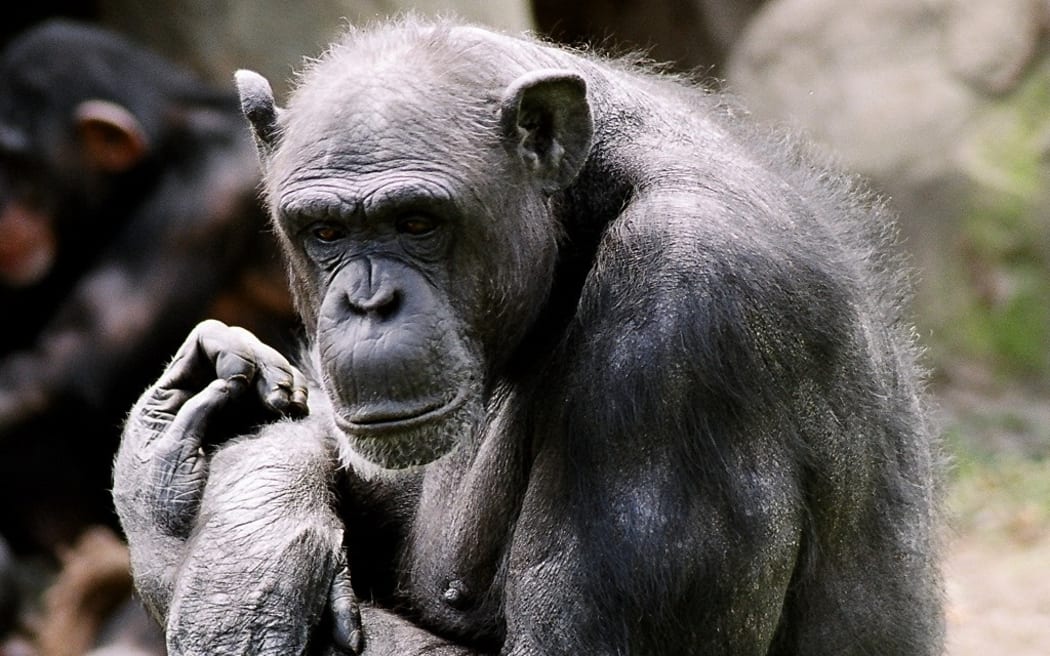 Jessie the chimp at Wellington Zoo.