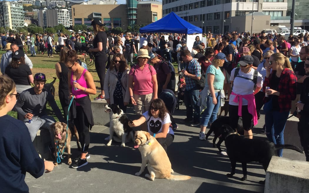 Hundreds of people and dogs turned up to the event in Wellington, with about the same number expected in Auckland.