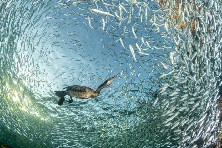 'Feasting at Sunset' by Franco Banfi from Switzerland won Birds in the Environment.