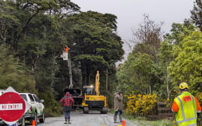 Workers remove the roadside beech trees on Monday.