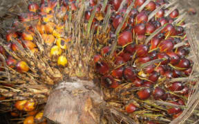 The cross-section of the fruit of the oil palm, which comes in a pineapple-like bunch, is displayed for a photograph at PT Perusahaan Perkebunan London's plantation in Sumatra, Indonesia in 2006.