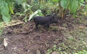 Pig in Papua New Guinea.