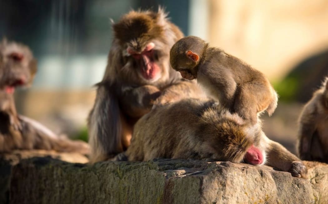A group of Japanese macaques living in Tasmania, at Launceston's City Park.