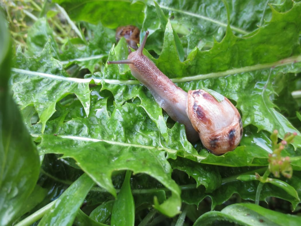 Snail Garden Nature Gastropod Salad Plant Lettuce