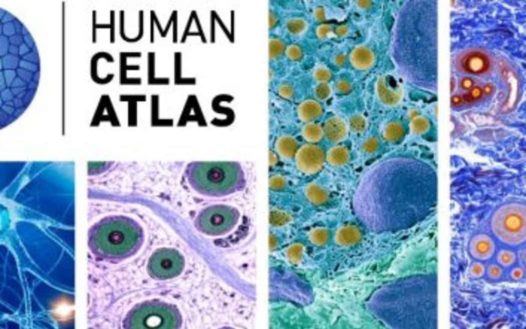 Human Cell Atlas banner
