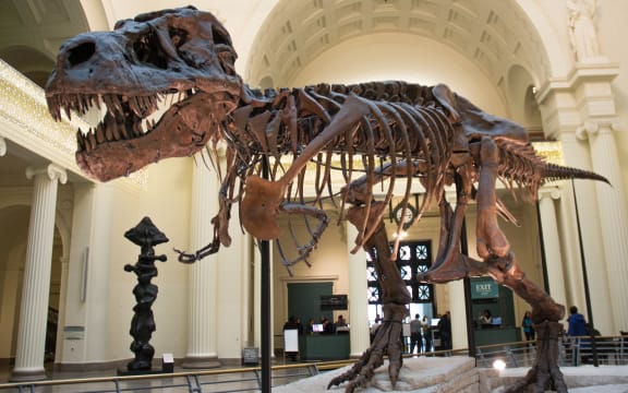 Tyrannosaurus rex bones.